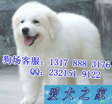 中山買大白熊幼犬指南 揭秘中山最大寵物狗場與優(yōu)質(zhì)狗場推薦