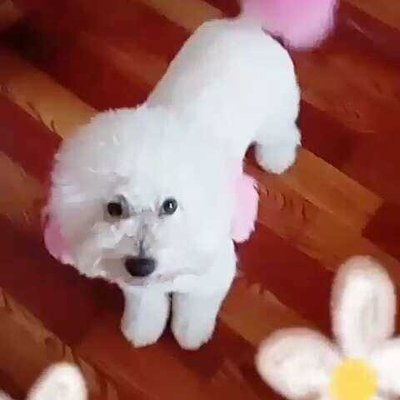 白色的忠誠 我與大白寵物的溫暖時(shí)光